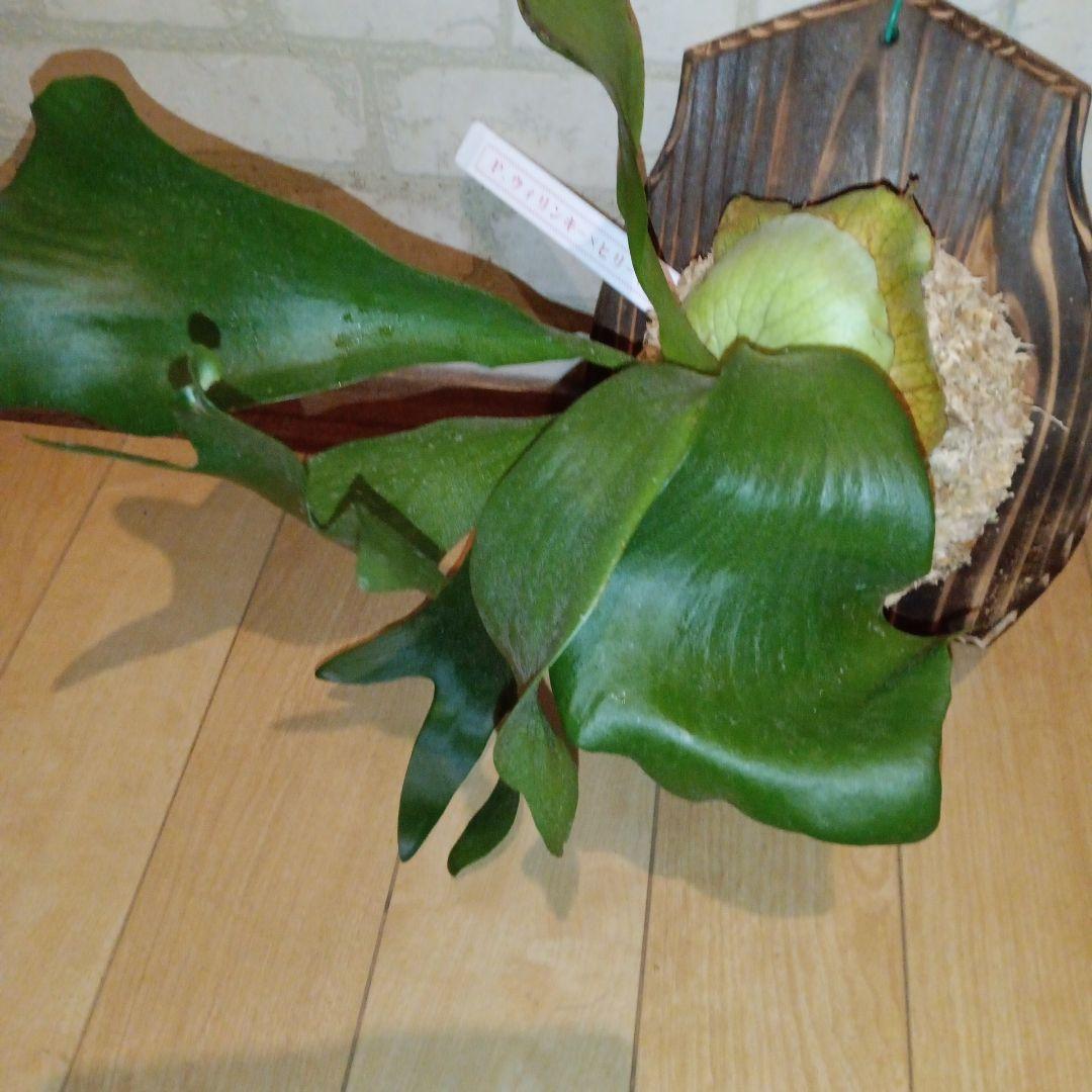 ステマリア＆ヒリードラゴンスポアオリジナルACO出品です!