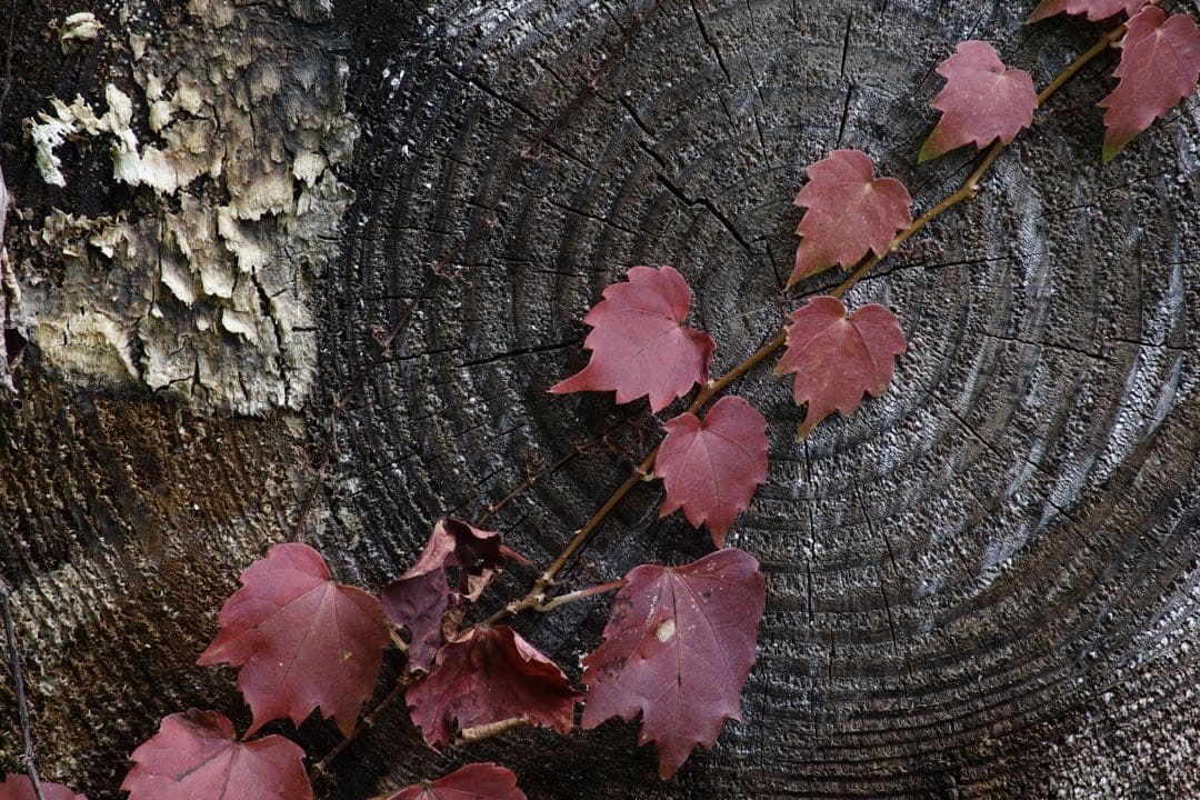 作例付き　Nikon AF 75-300mm F4.5-5.6 管mpr