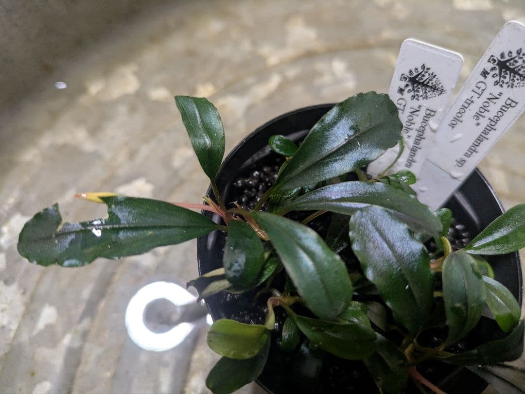 Bucephalandra sp. noble GT-toricolor　タグ付