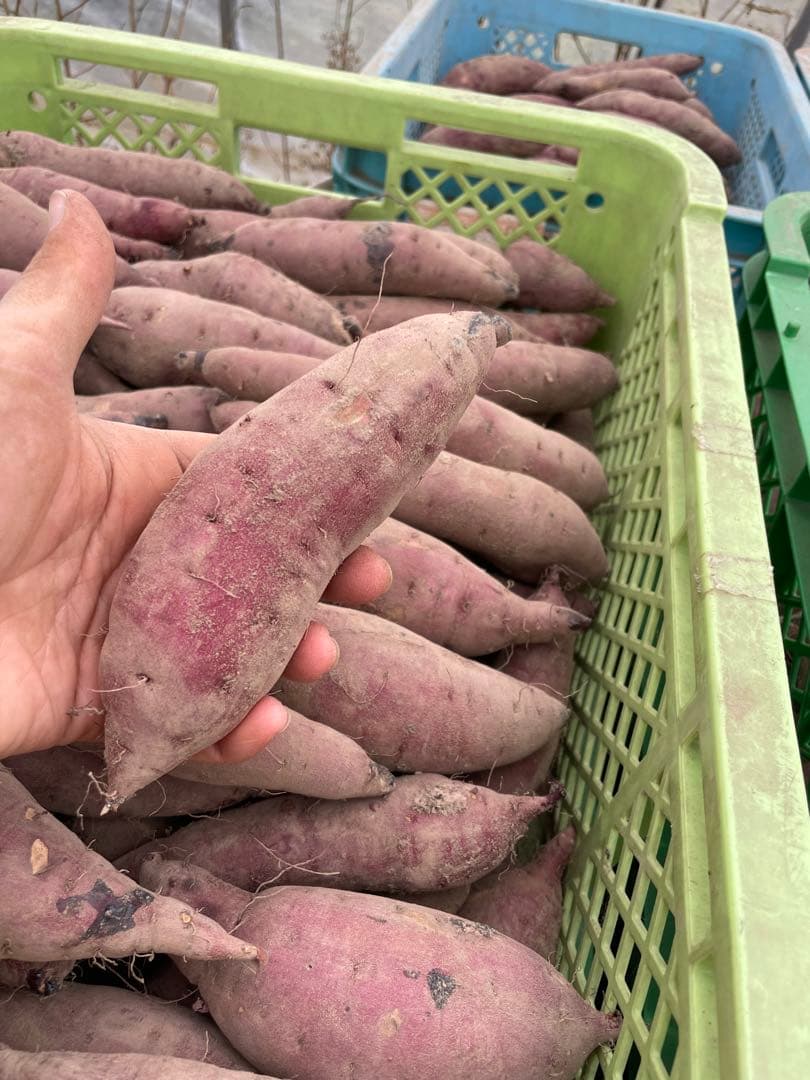 自然栽培さつまいも「紅はるか」１０ｋｇ