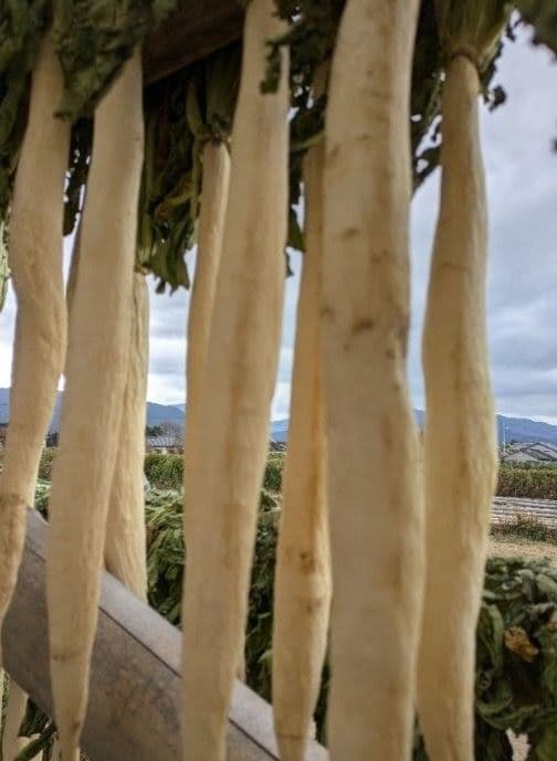 干し大根　　NENE