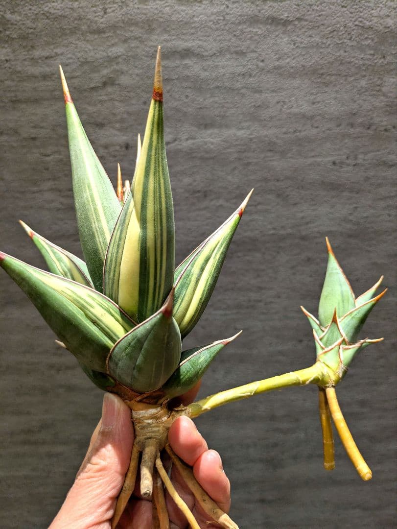 s*o様 希少　ピングイキュラ　斑入り　子株付き　特大株　サンスベリア　ロリダ