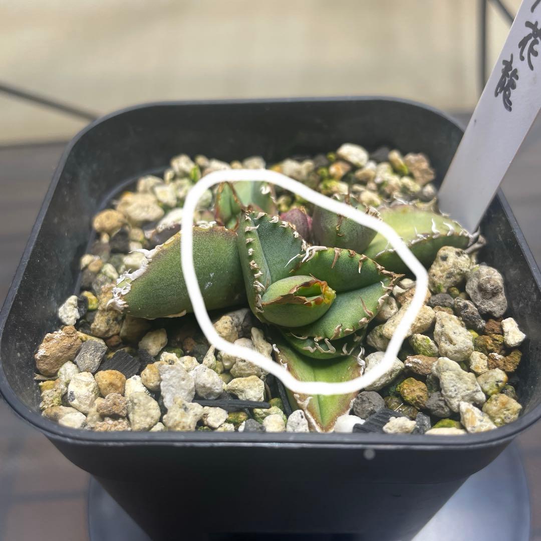 アガベ チタノタ　麻花龍　子株