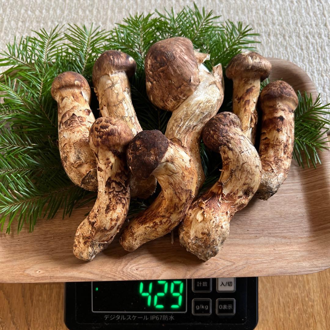 国産松茸400g【北海道産】