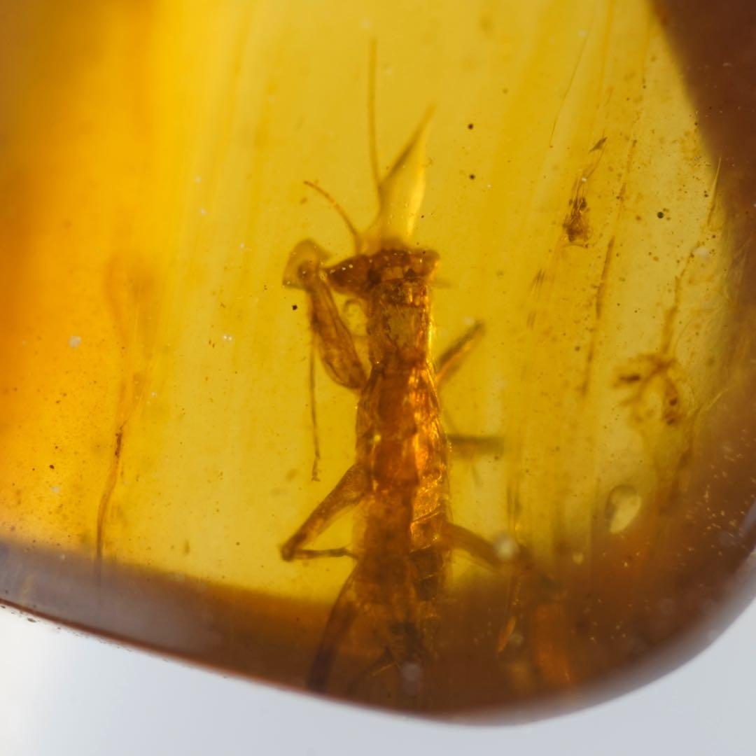 レア極上品 TT0062虫入り琥珀化石　ミャンマーカムティかタナイ9900万年前