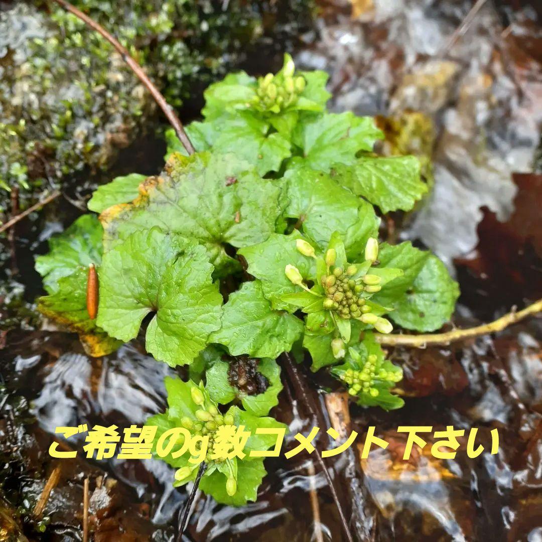 秋田県産 葉わさび 山わさび 採れたて