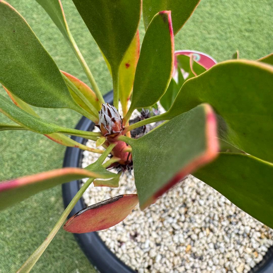 プロテア キングピンク 10号 Protea \" King Pink \" 希少株