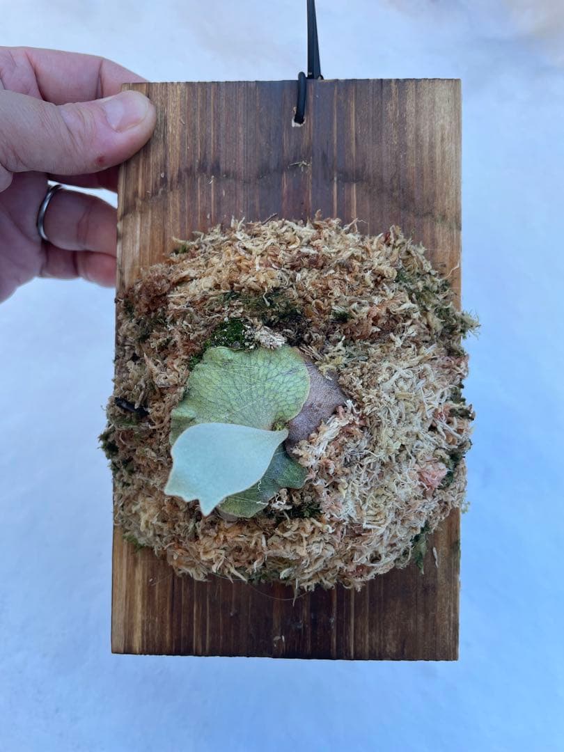 ビカクシダ　P.ghost（ゴースト）子株