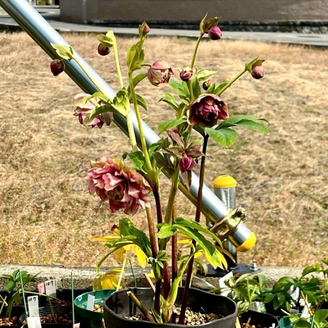 ヒ*イ様 ☘️限定1株☘️未株分け☘️蕾付き☘️3357⭐️アンティークドレスの