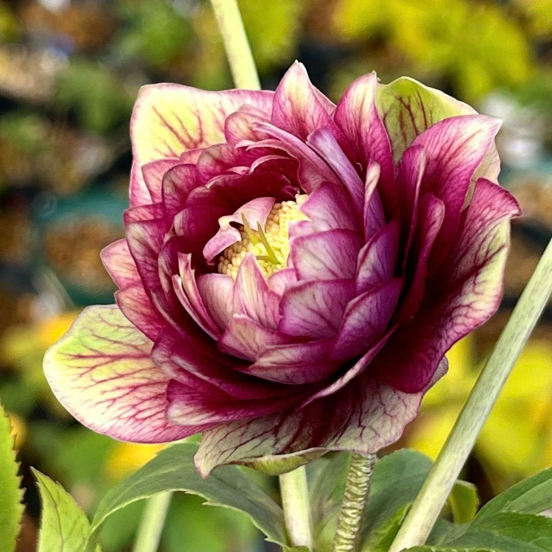 ヒ*イ様 ☘️限定1株☘️未株分け☘️蕾付き☘️3357⭐️アンティークドレスの