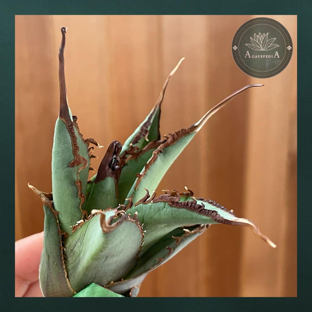 【REZA産】イラン株　選抜　アガベ　TARANTULA 特大　長棘