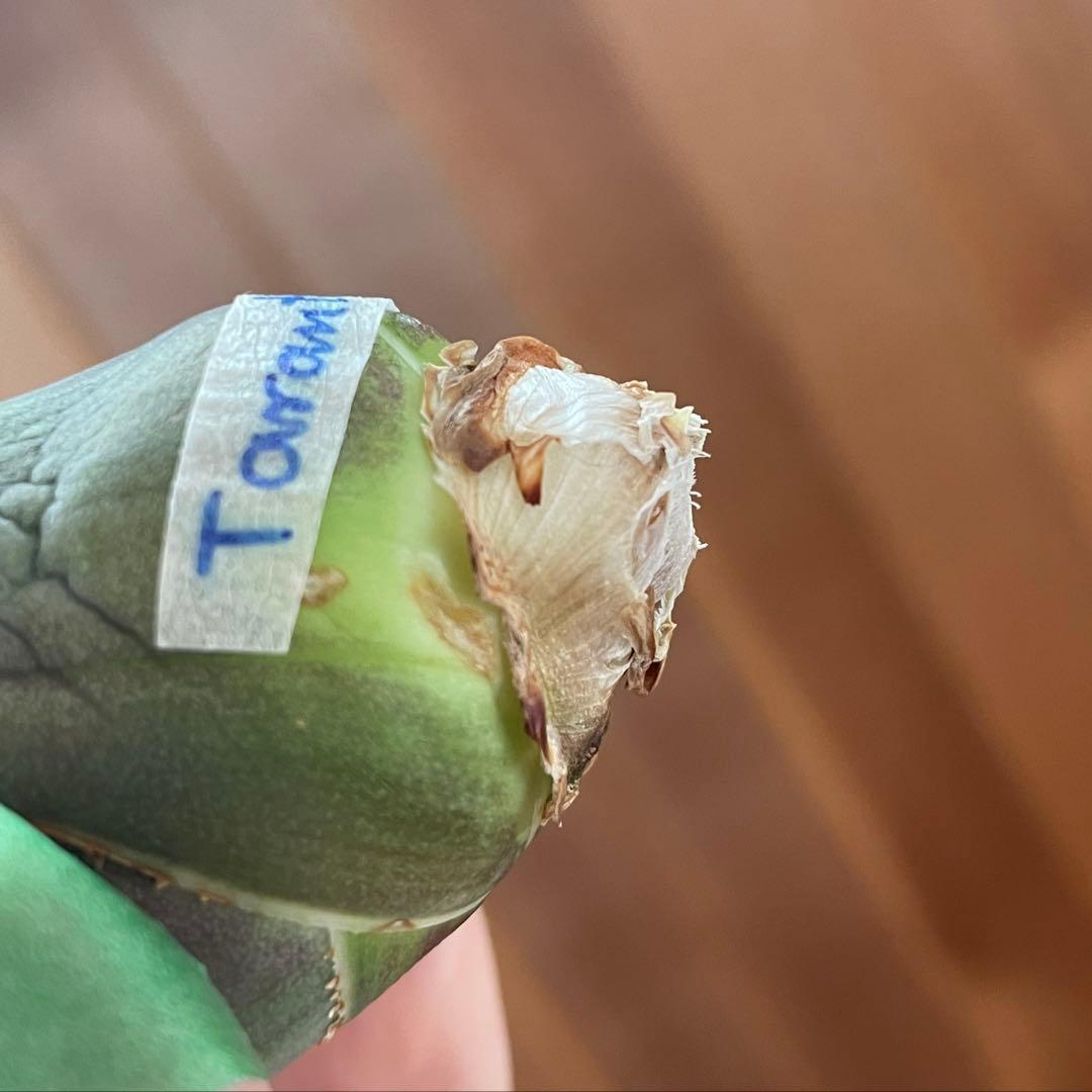 【REZA産】イラン株　選抜　アガベ　TARANTULA 特大　長棘