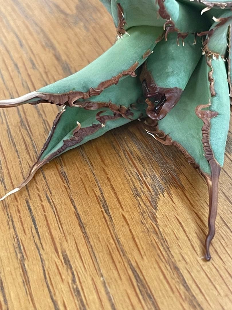 【REZA産】イラン株　選抜　アガベ　TARANTULA 特大　長棘