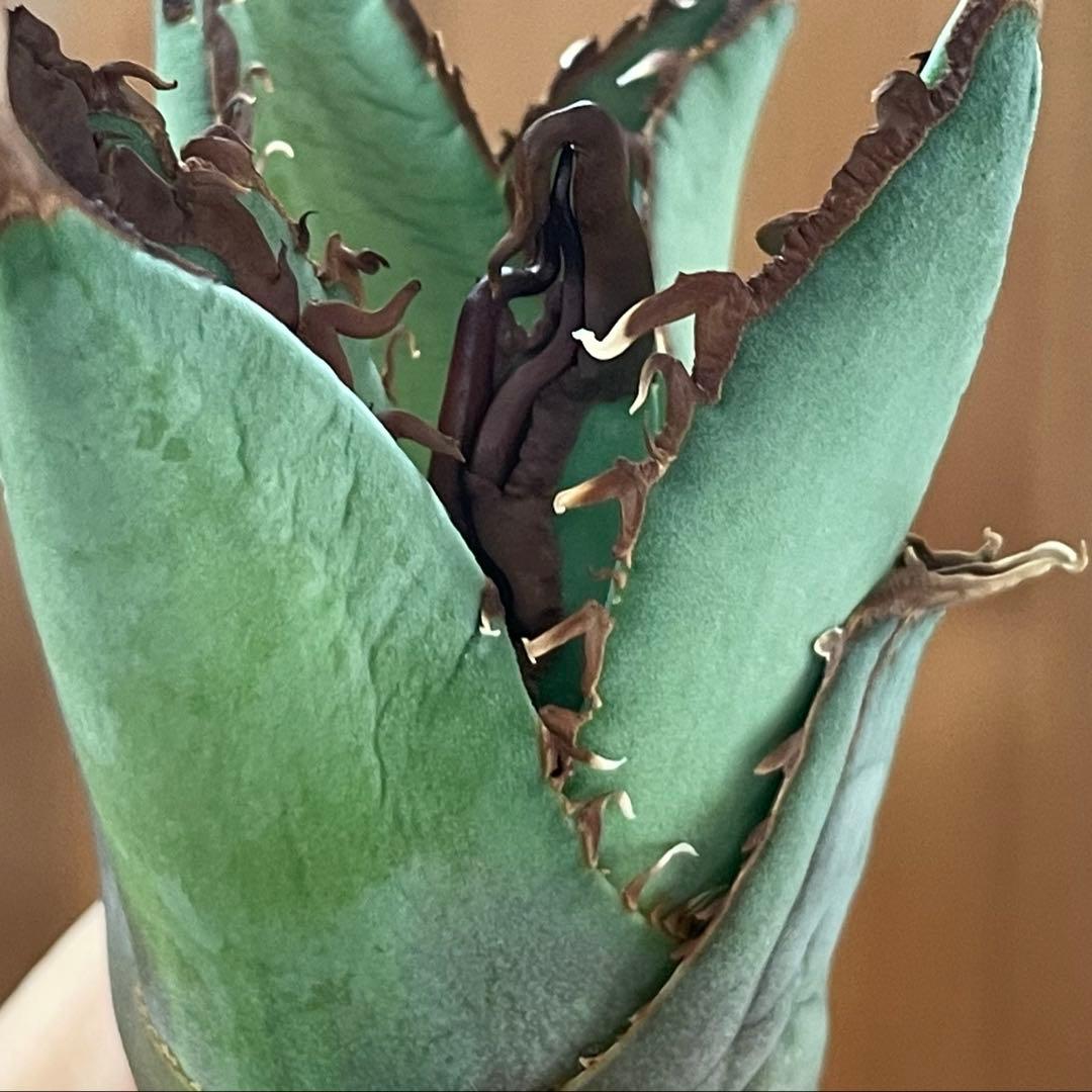 【REZA産】イラン株　選抜　アガベ　TARANTULA 特大　長棘