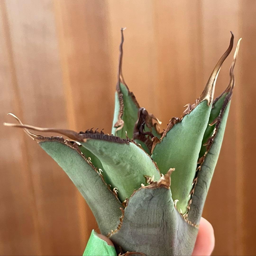 【REZA産】イラン株　選抜　アガベ　TARANTULA 特大　長棘