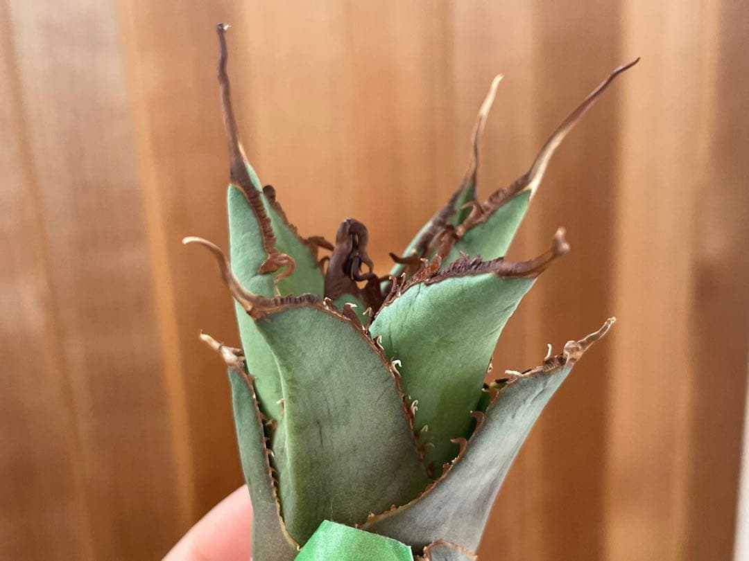 【REZA産】イラン株　選抜　アガベ　TARANTULA 特大　長棘