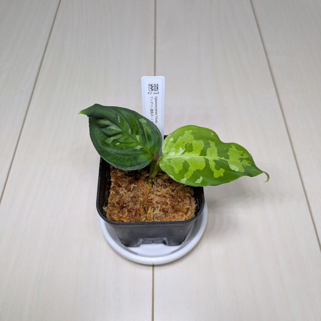 アグラオネマ　ピクタム　アンダマン　[ID便]