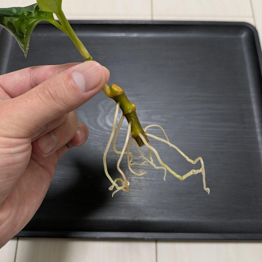 アグラオネマ　ピクタム　アンダマン　[ID便]