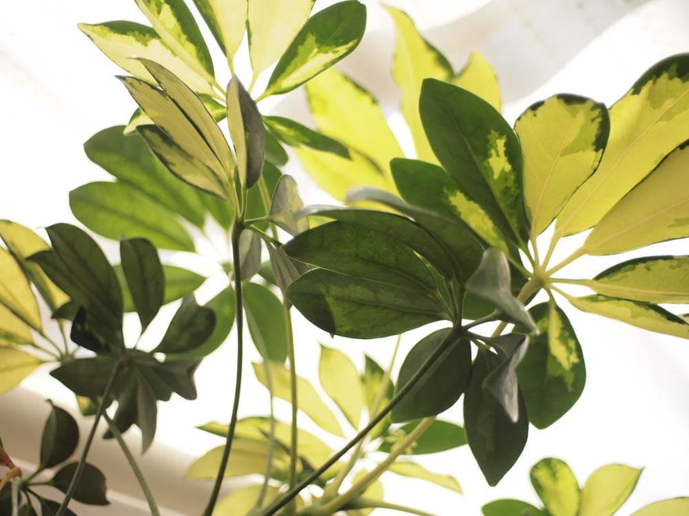 【写ルンです感覚のコンデジ】OLYMPUS PEN E-PL1s 24mm