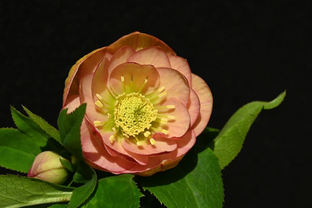 クリスマスローズ　認定グロッシーカラー　アプリコット　加藤農園