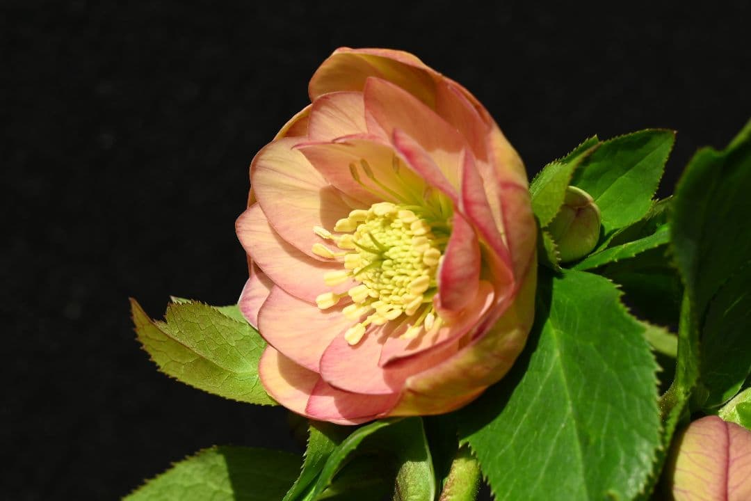 クリスマスローズ　認定グロッシーカラー　アプリコット　加藤農園