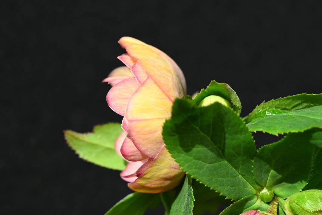 クリスマスローズ　認定グロッシーカラー　アプリコット　加藤農園