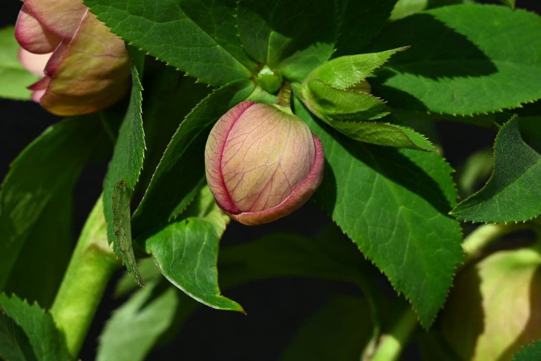 クリスマスローズ　認定グロッシーカラー　アプリコット　加藤農園