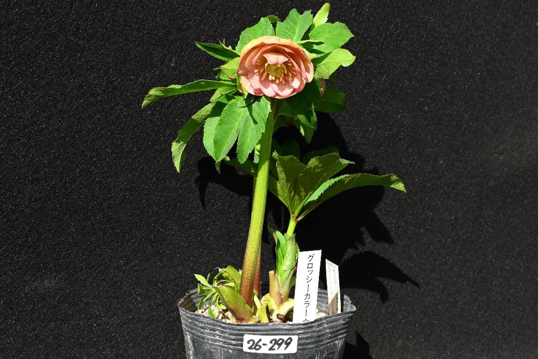 クリスマスローズ　認定グロッシーカラー　アプリコット　加藤農園