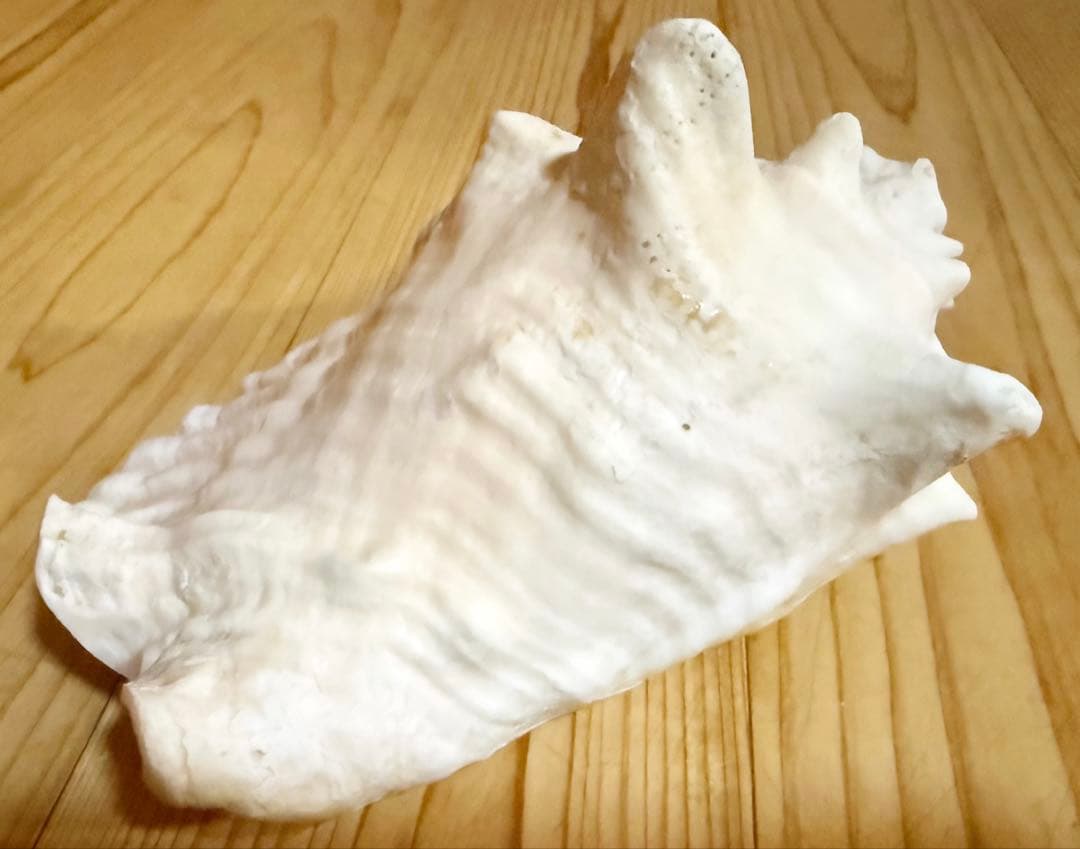 古代桃色法螺貝（ピンク貝）法螺貝　ほら貝　コンク貝笛