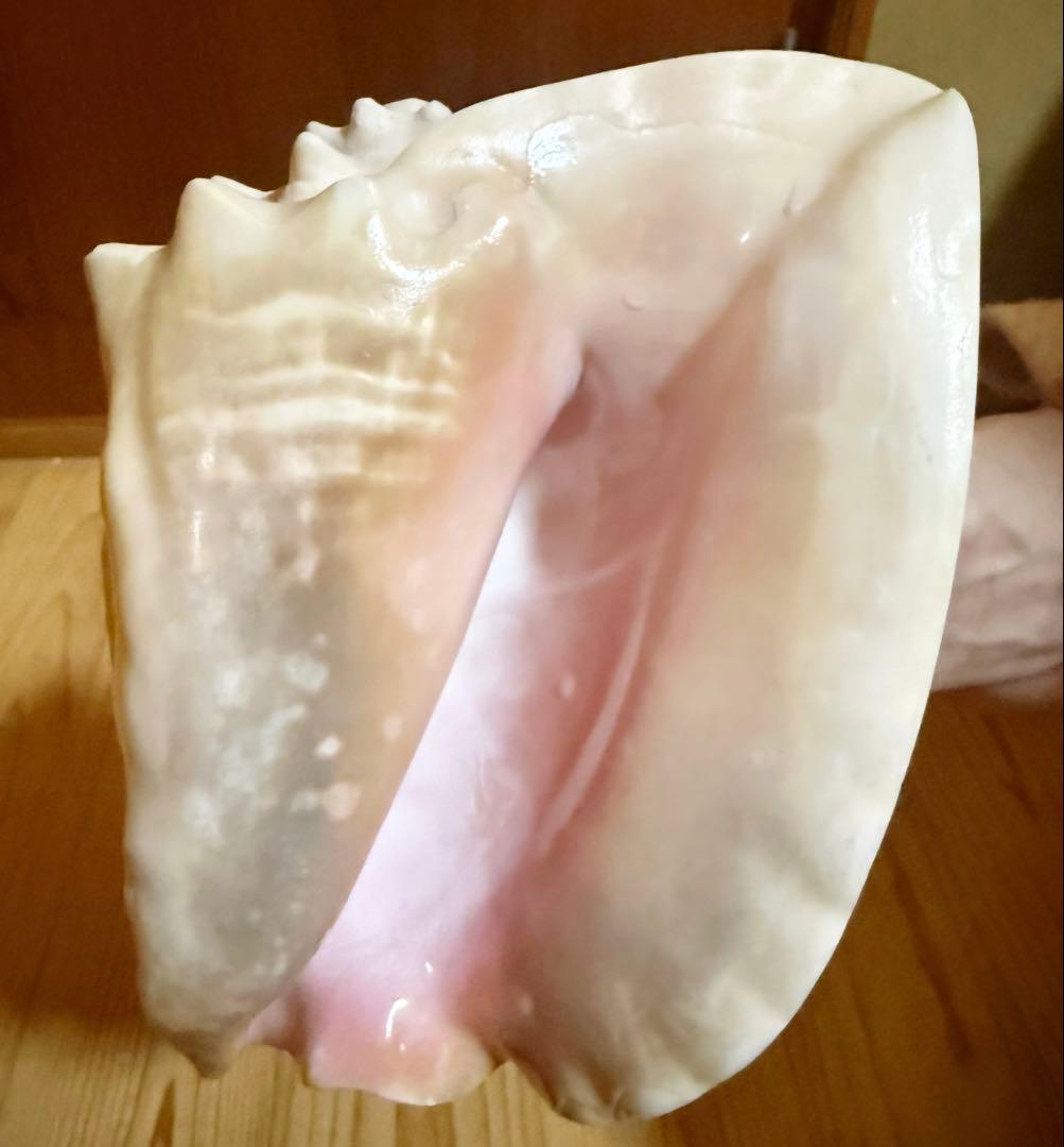 古代桃色法螺貝（ピンク貝）法螺貝　ほら貝　コンク貝笛