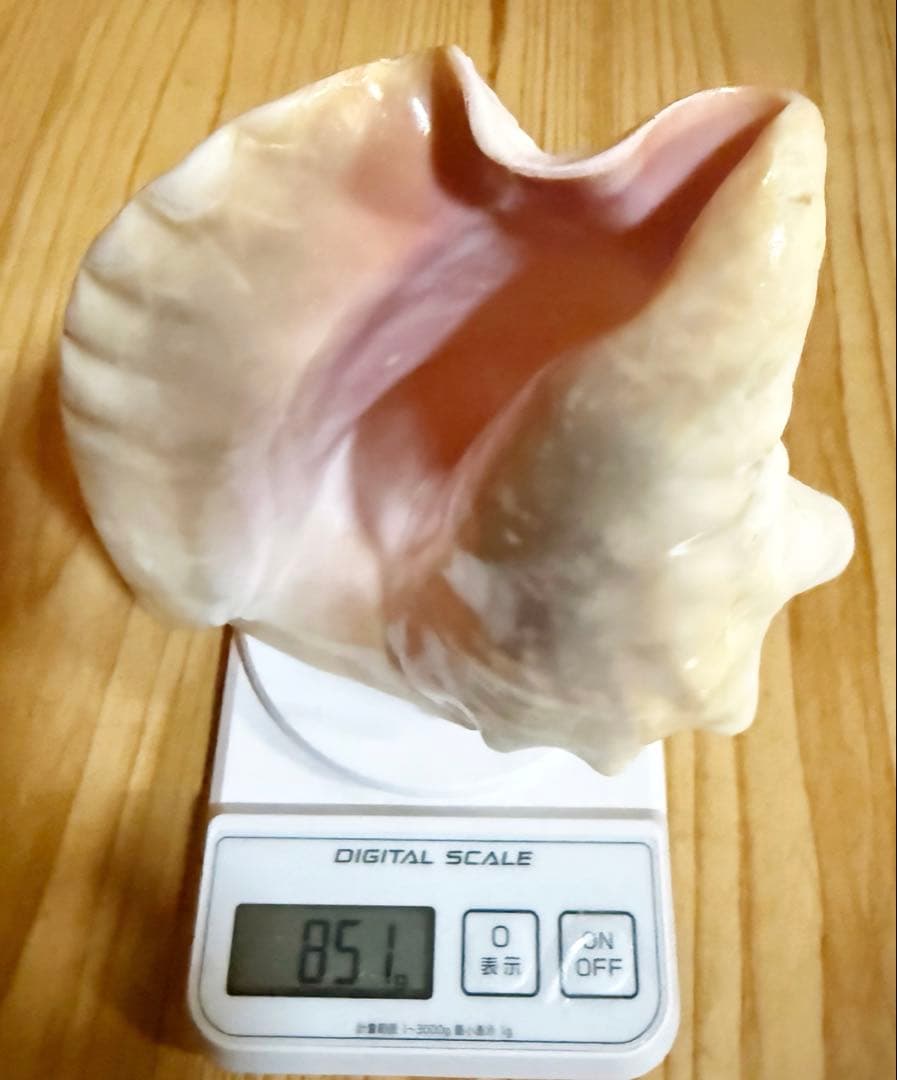 古代桃色法螺貝（ピンク貝）法螺貝　ほら貝　コンク貝笛