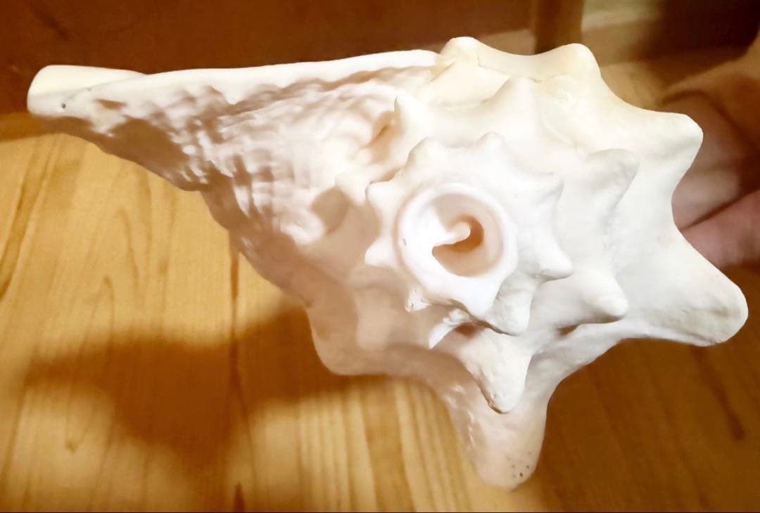 古代桃色法螺貝（ピンク貝）法螺貝　ほら貝　コンク貝笛