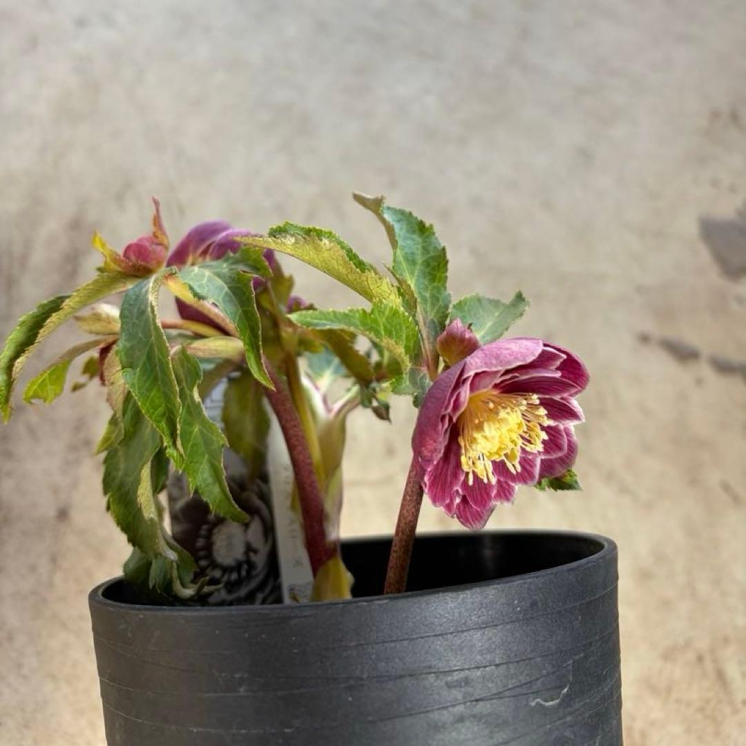 N*所様 クリスマスローズ　開花株　広瀬園芸