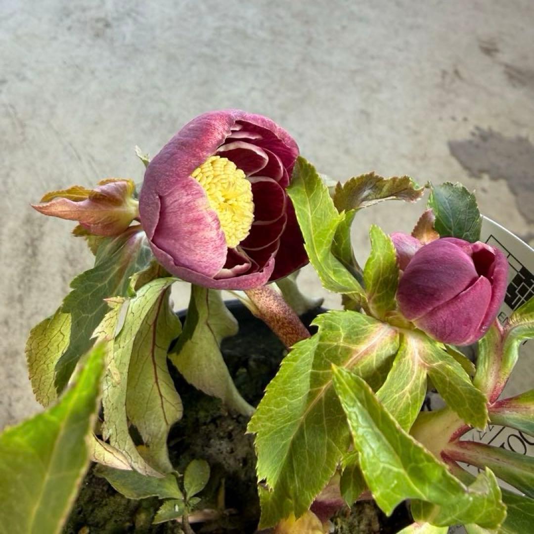 N*所様 クリスマスローズ　開花株　広瀬園芸