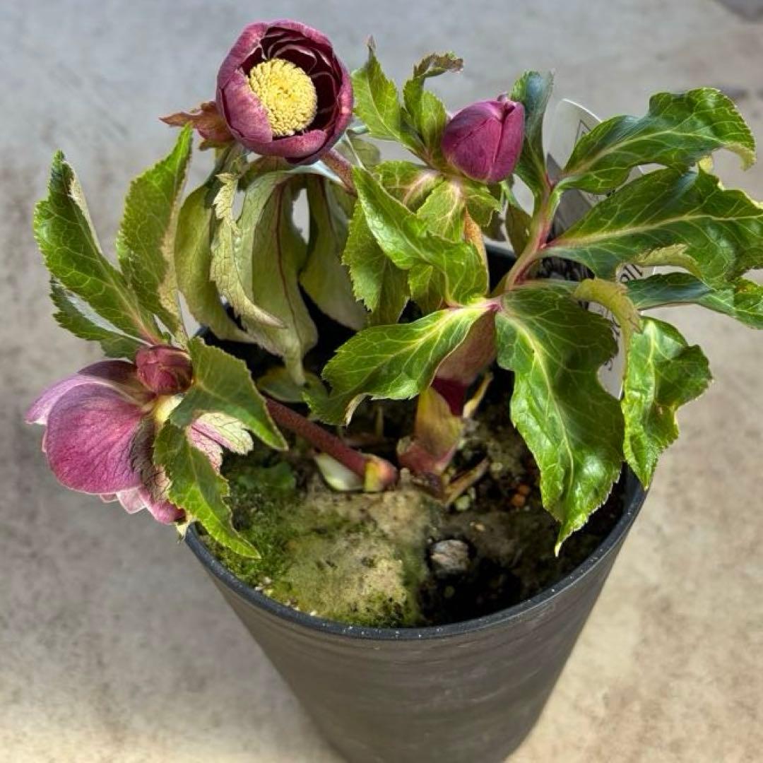 N*所様 クリスマスローズ　開花株　広瀬園芸