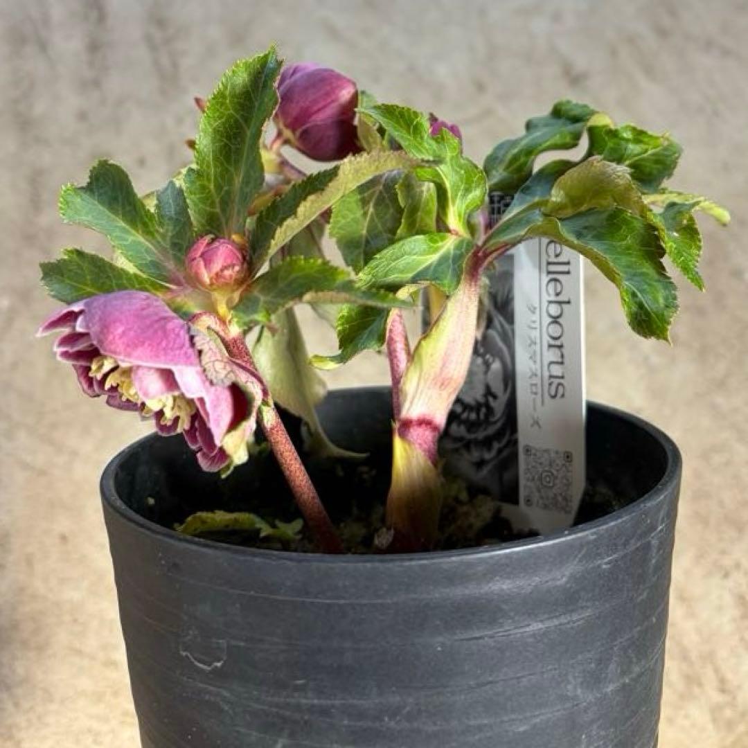 N*所様 クリスマスローズ　開花株　広瀬園芸