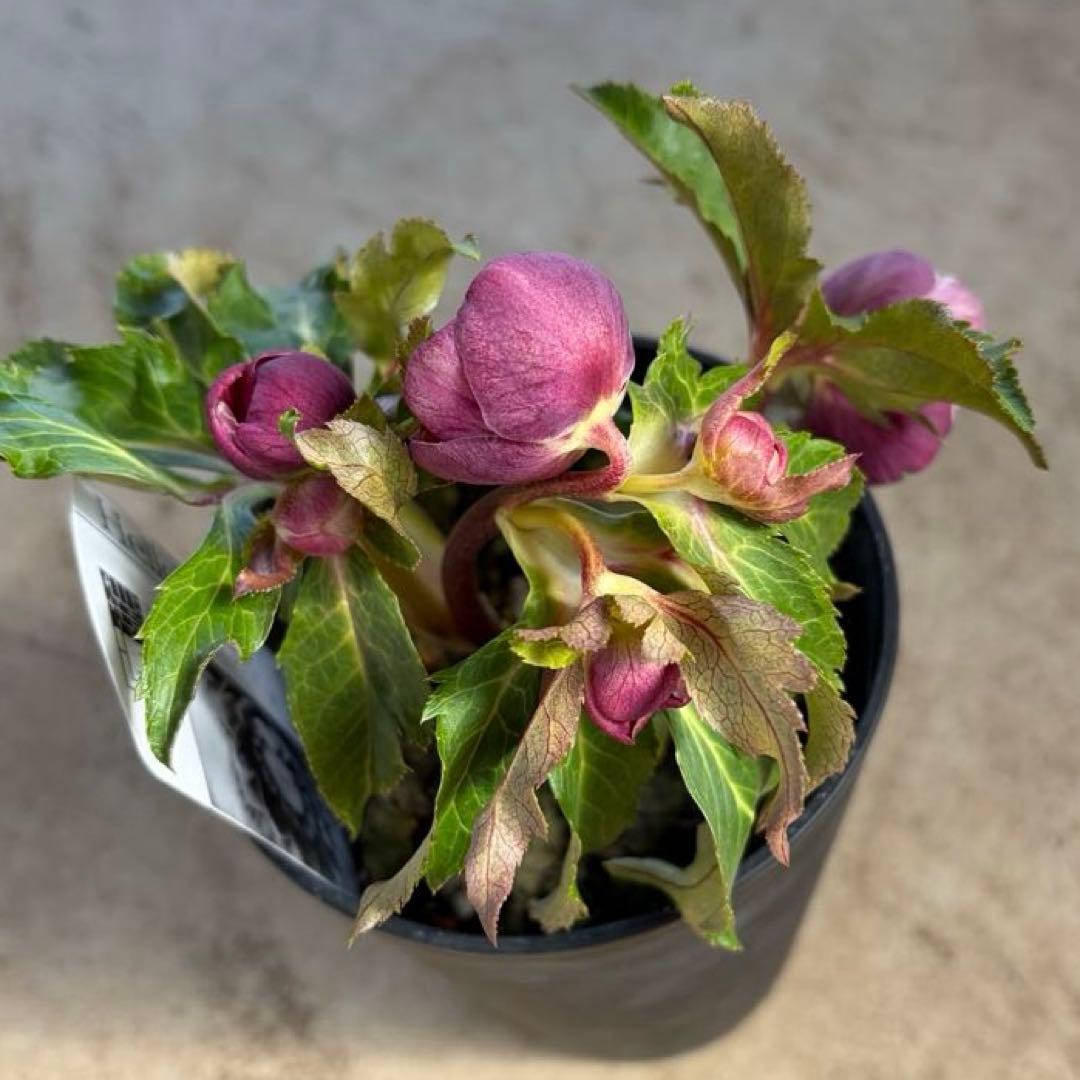 N*所様 クリスマスローズ　開花株　広瀬園芸