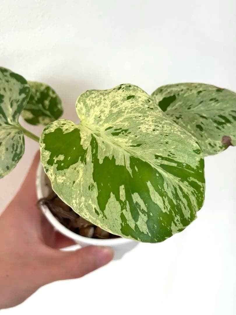 A*☆様 【早い者勝ち】モンステラ　デリシオーサ　ベトシオーサ 斑入り