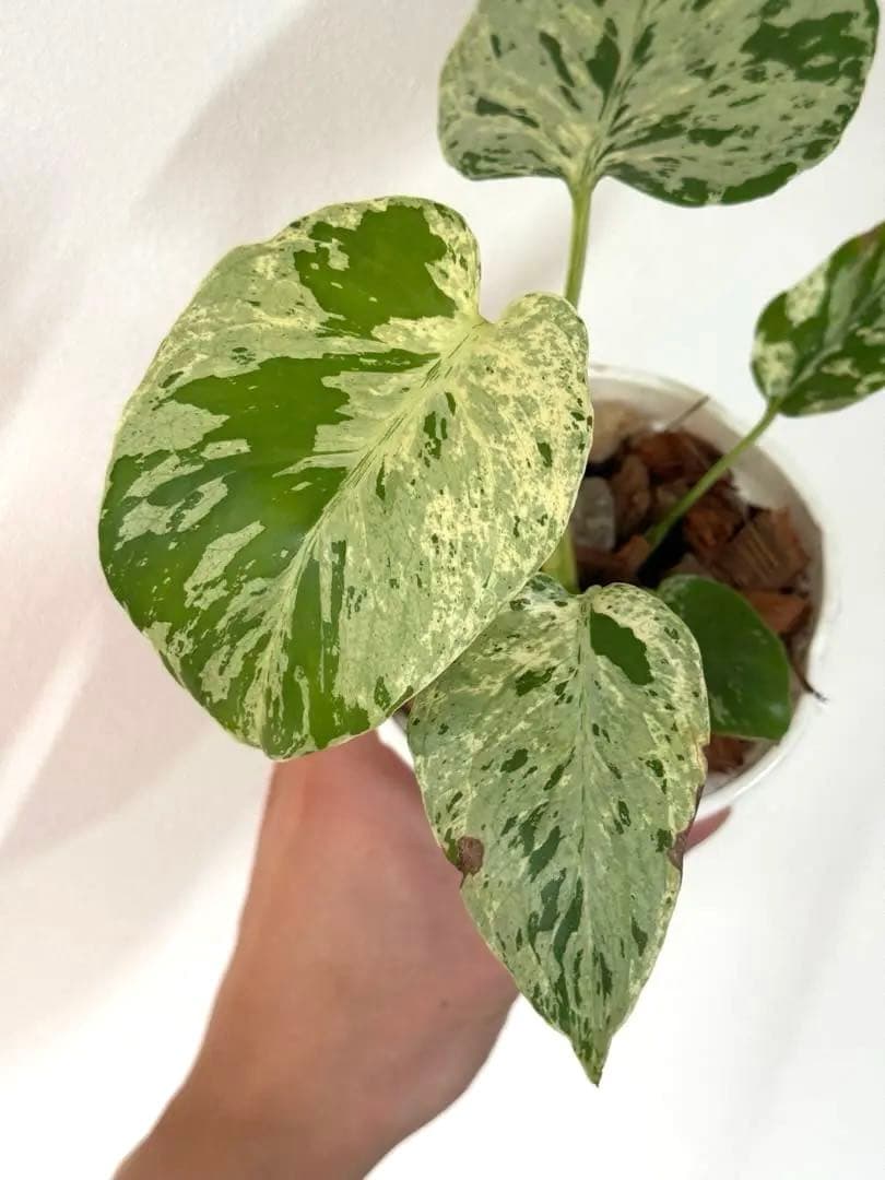 A*☆様 【早い者勝ち】モンステラ　デリシオーサ　ベトシオーサ 斑入り