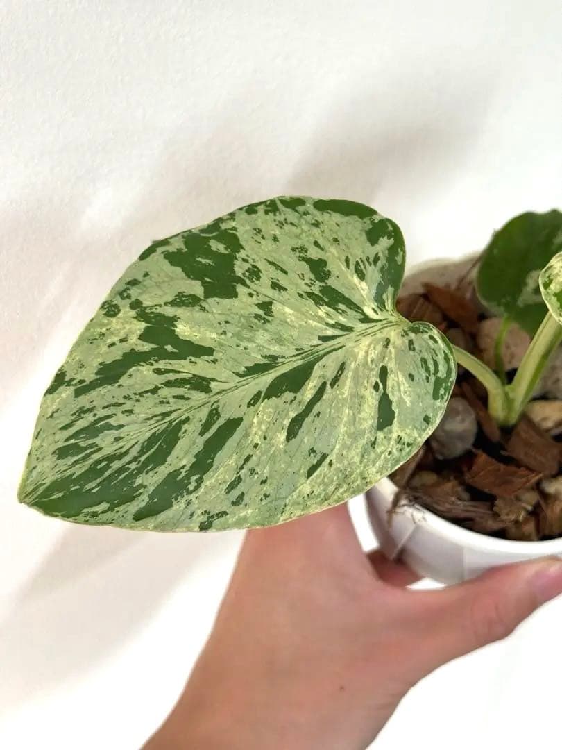 A*☆様 【早い者勝ち】モンステラ　デリシオーサ　ベトシオーサ 斑入り