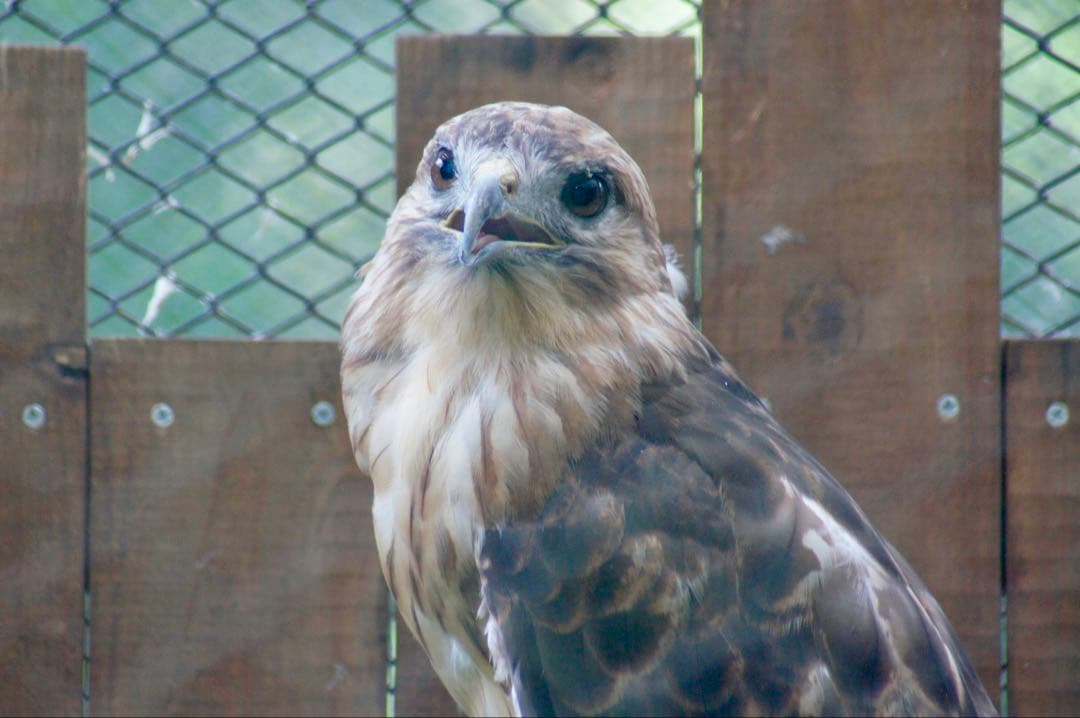 【t.b様】【24時間限定特価】SONY α55 ダブルズームレンズセット