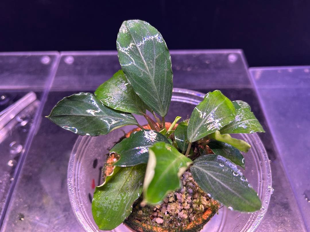 たおBucephalandr 各種