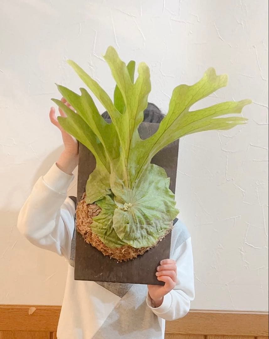 ビカクシダ グランデ