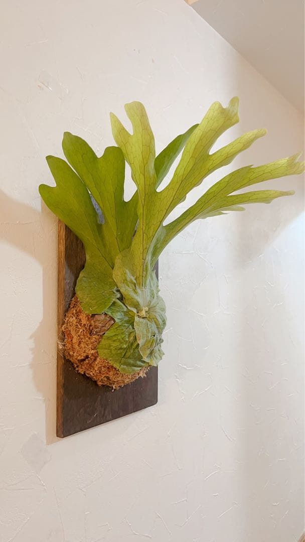 ビカクシダ グランデ