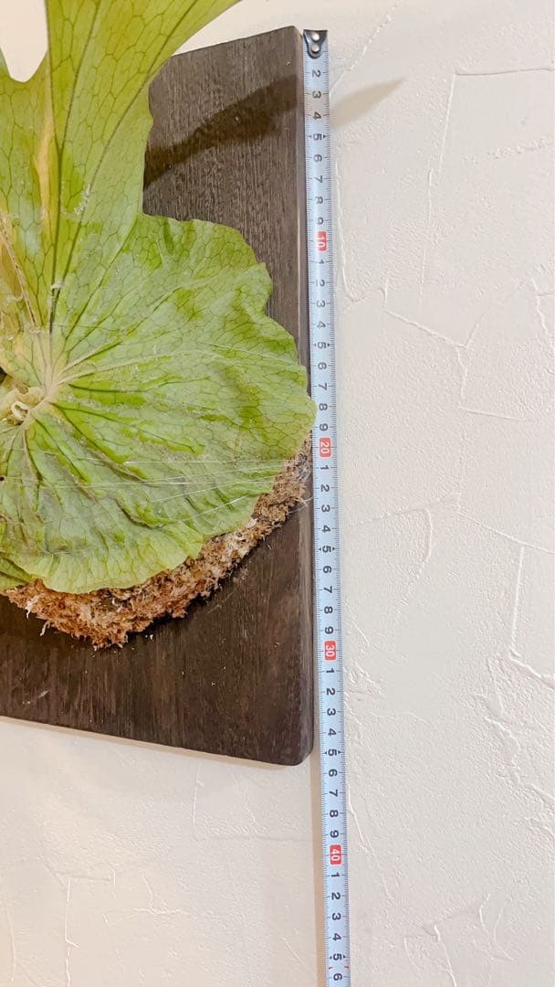 ビカクシダ グランデ