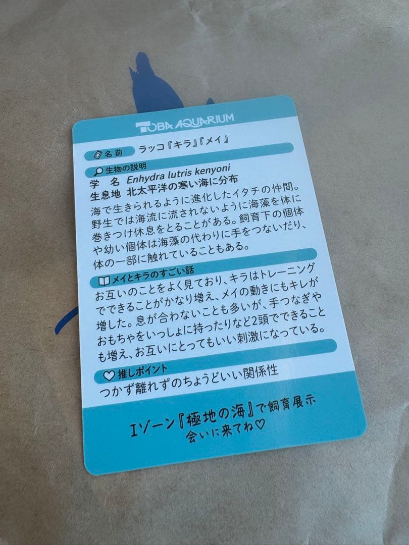 最終値下げ！鳥羽水族館　コレクションカード　70周年記念ラッコ　キラ　メイ