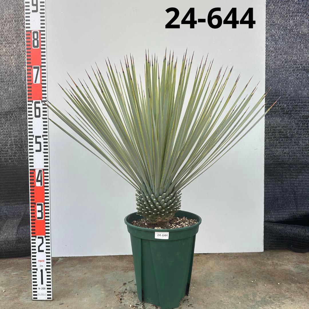 ユッカ　ロストラータ【24-644】超美形　シルバーブルー