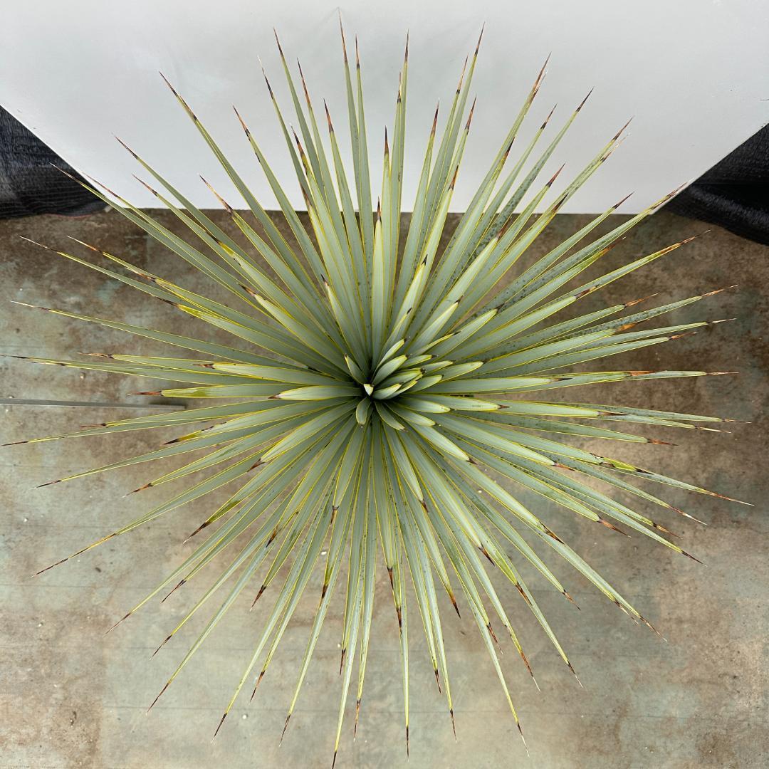 ユッカ　ロストラータ【24-644】超美形　シルバーブルー