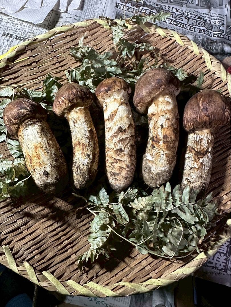 A.岩手県下閉伊郡産松茸 10/15収穫　360g