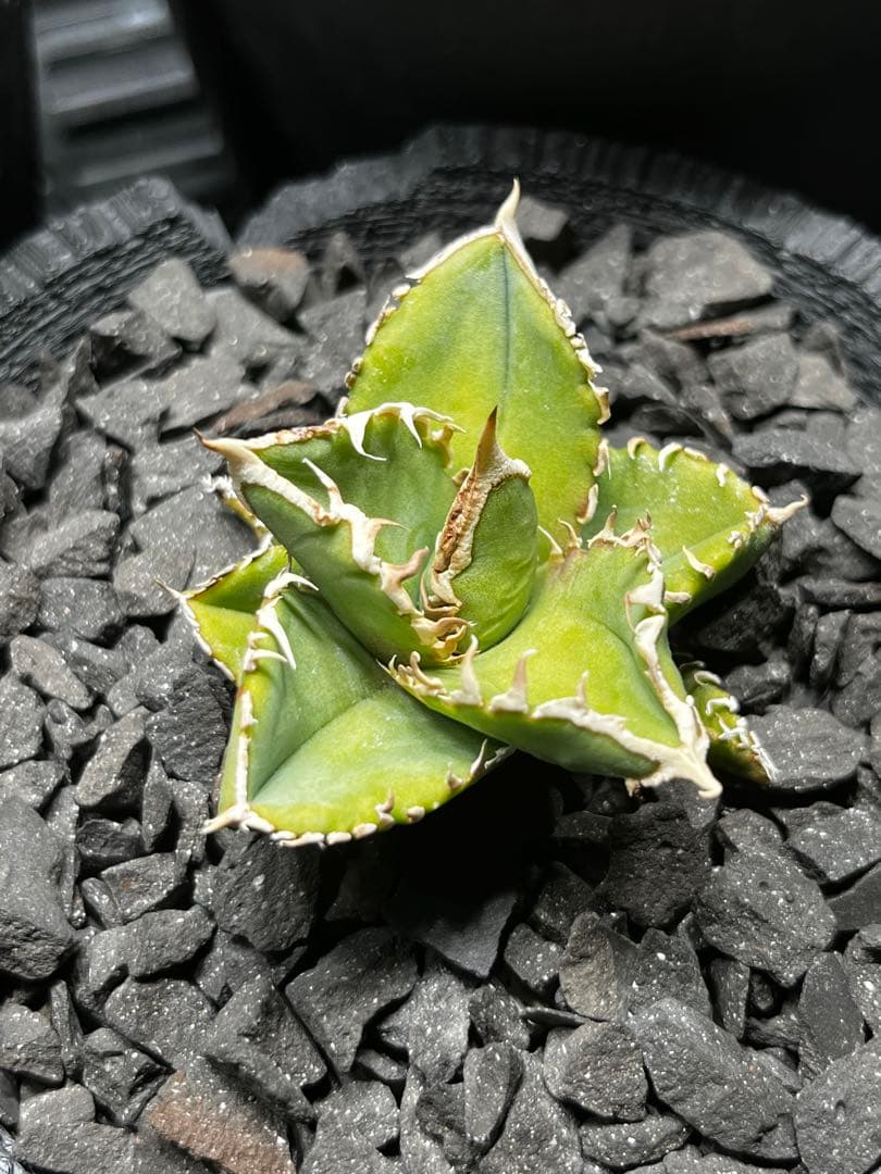 ルナさん専用　アガベ　IVORY\"WA\" 子株